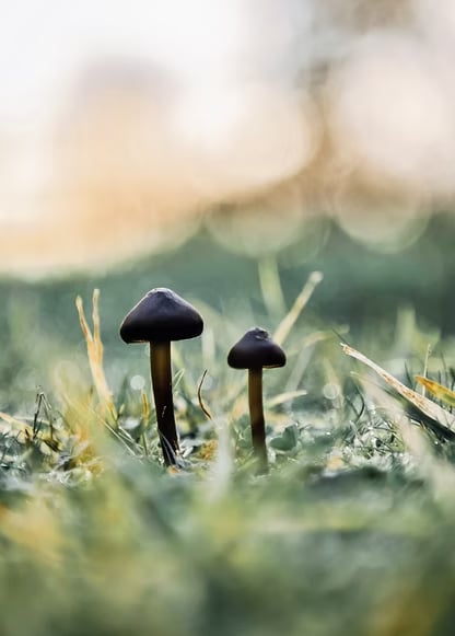 3-TÄGIGES FRAUEN-PSILOCYBIN-RETREAT IN DEN NIEDERLANDEN