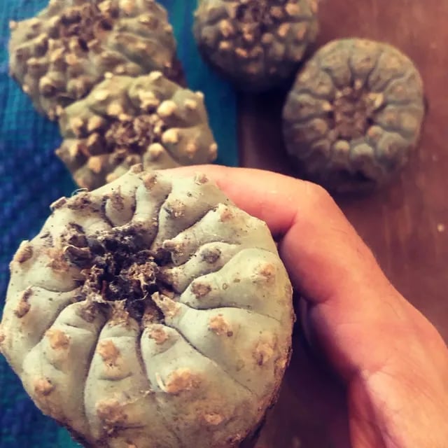 Peyote Hikuri-Zeremonie