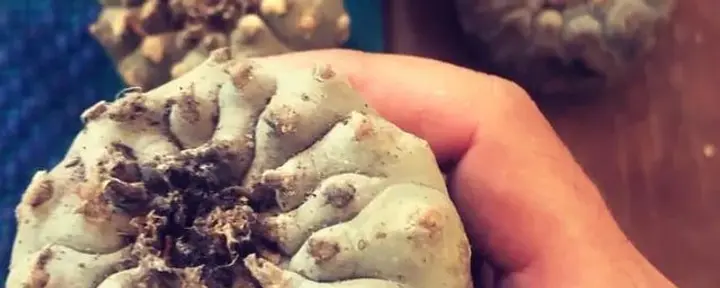 Peyote Hikuri-Zeremonie