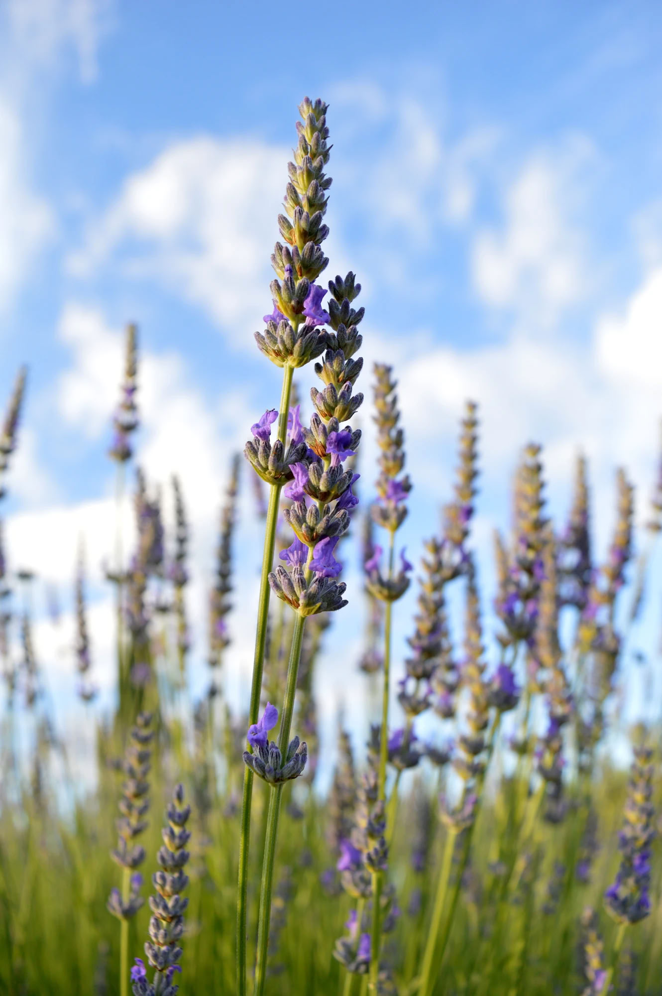 Yoga- & Fitness-Retreat in der Toskana