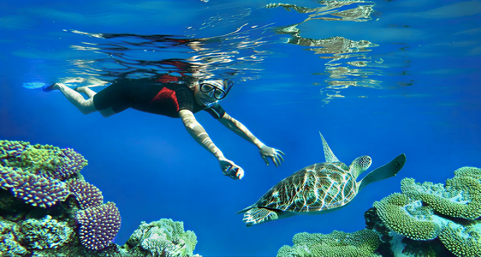 Reef Adventures: Lovina Schnorcheln