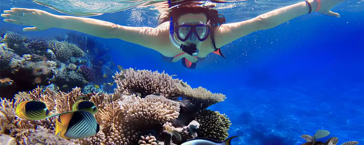 Reef Adventures: Lovina Schnorcheln