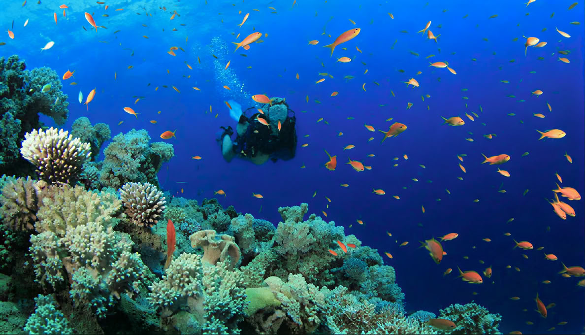 Menjangan Island - Fun-Tauchtour
