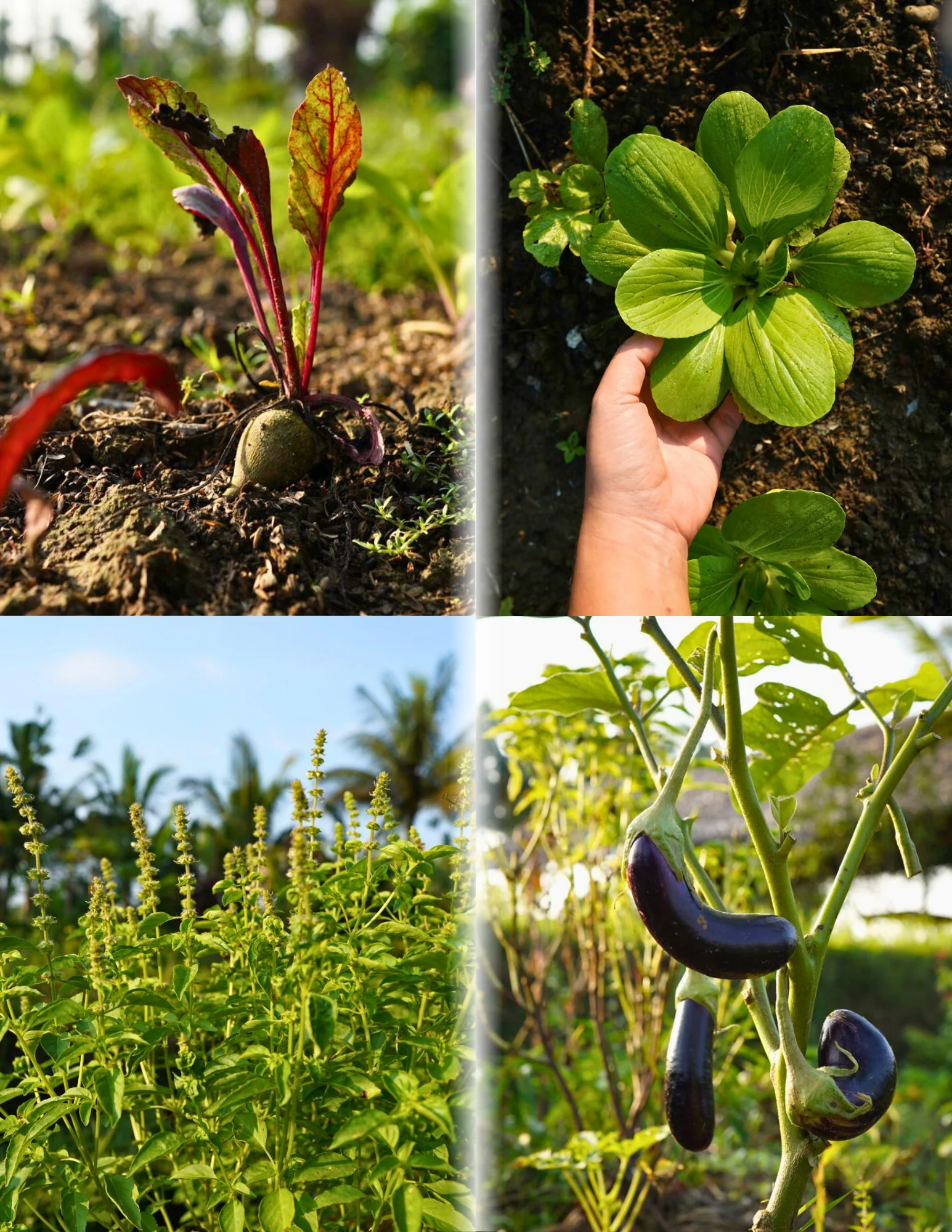 BEGAWAN FARM-TO-TABLE-ERLEBNIS