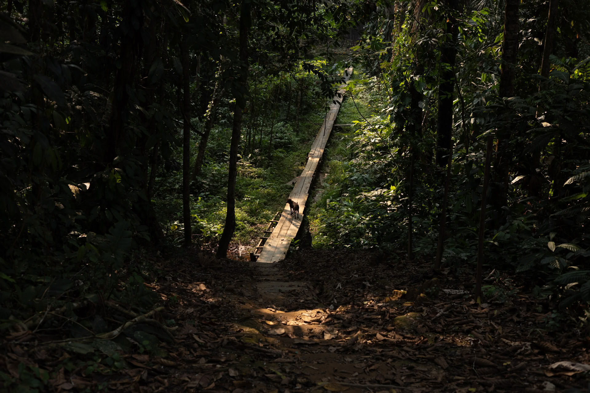 Offenes Ayahuasca-Retreat