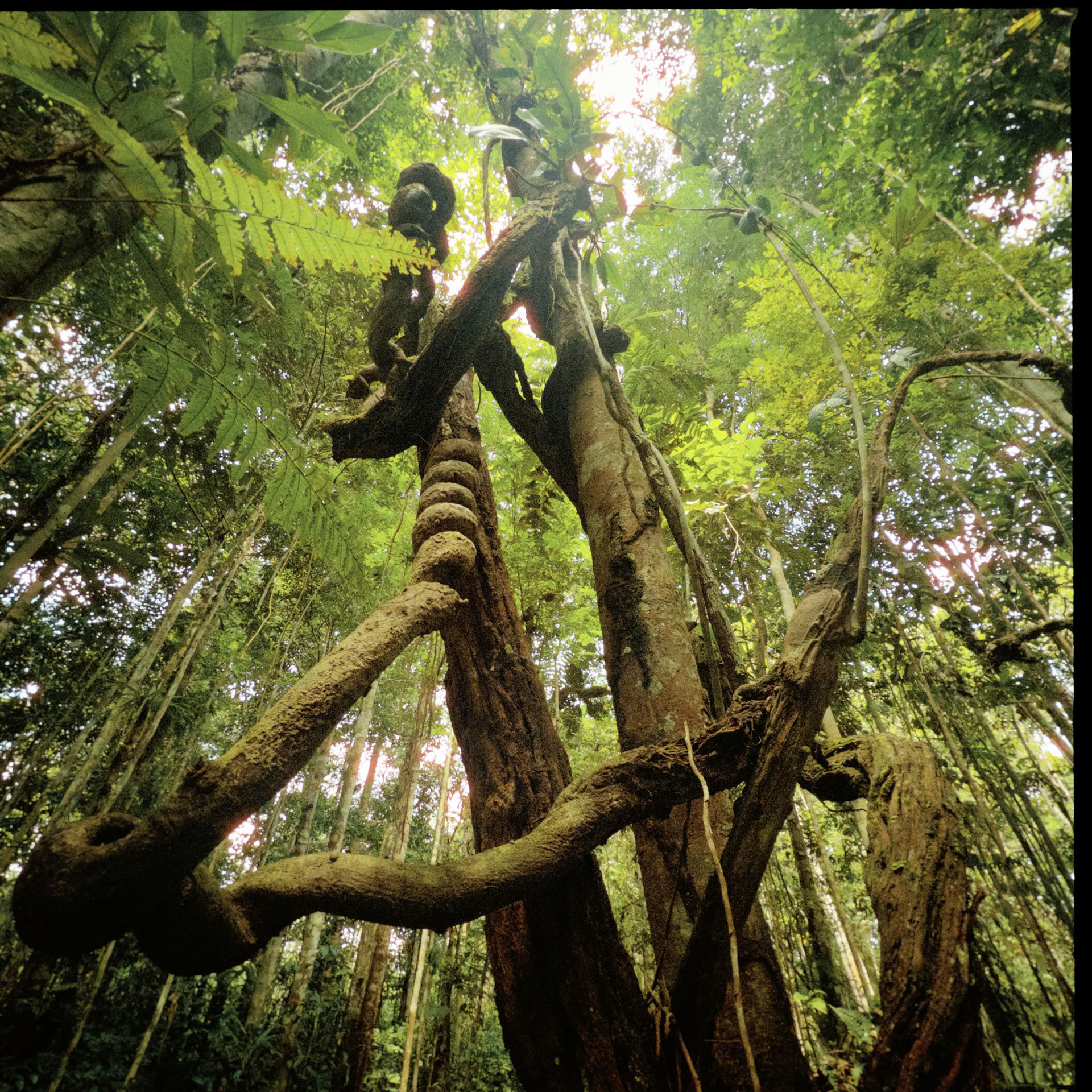 Offenes Ayahuasca-Retreat