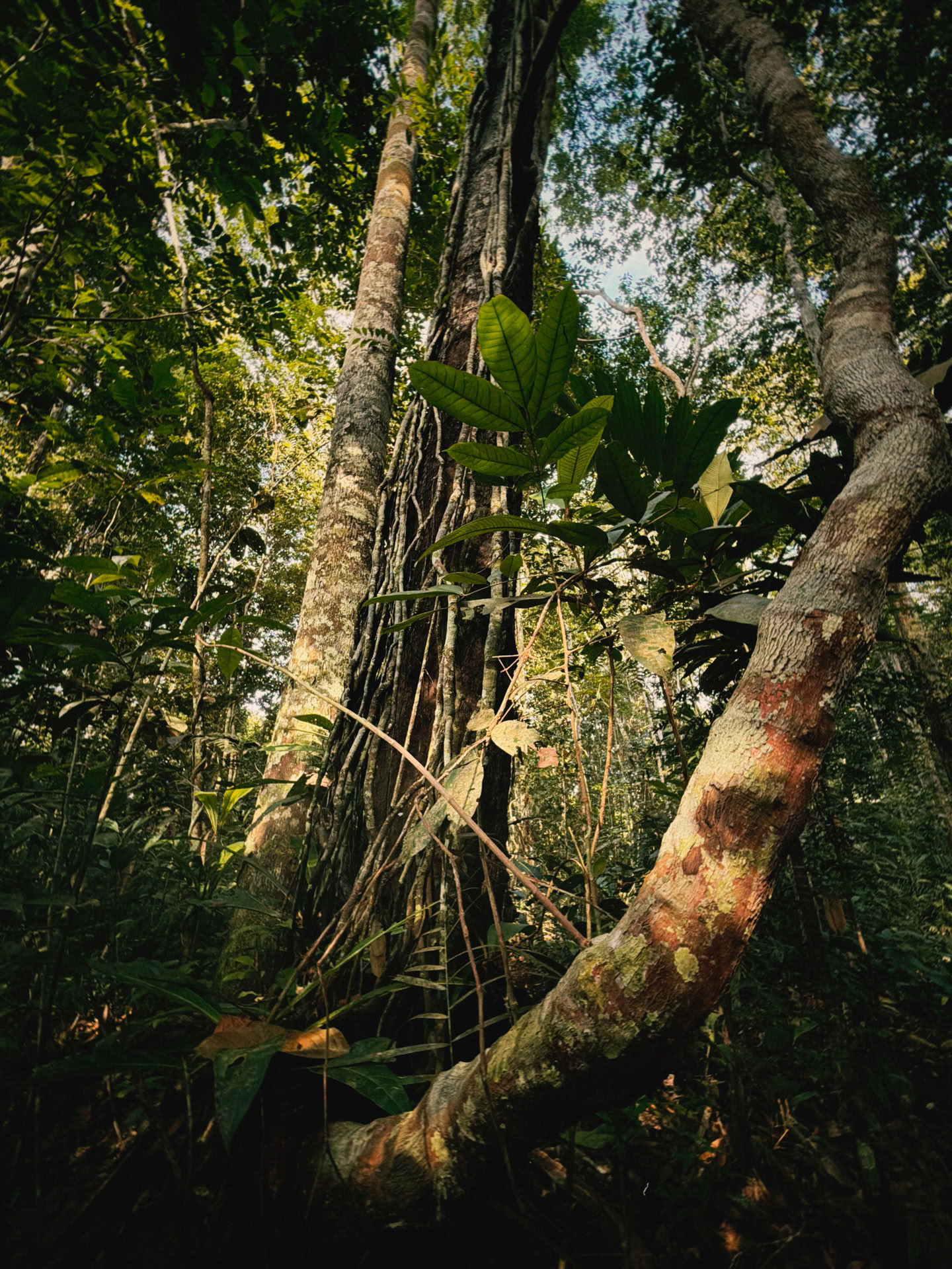 Offenes Ayahuasca-Retreat