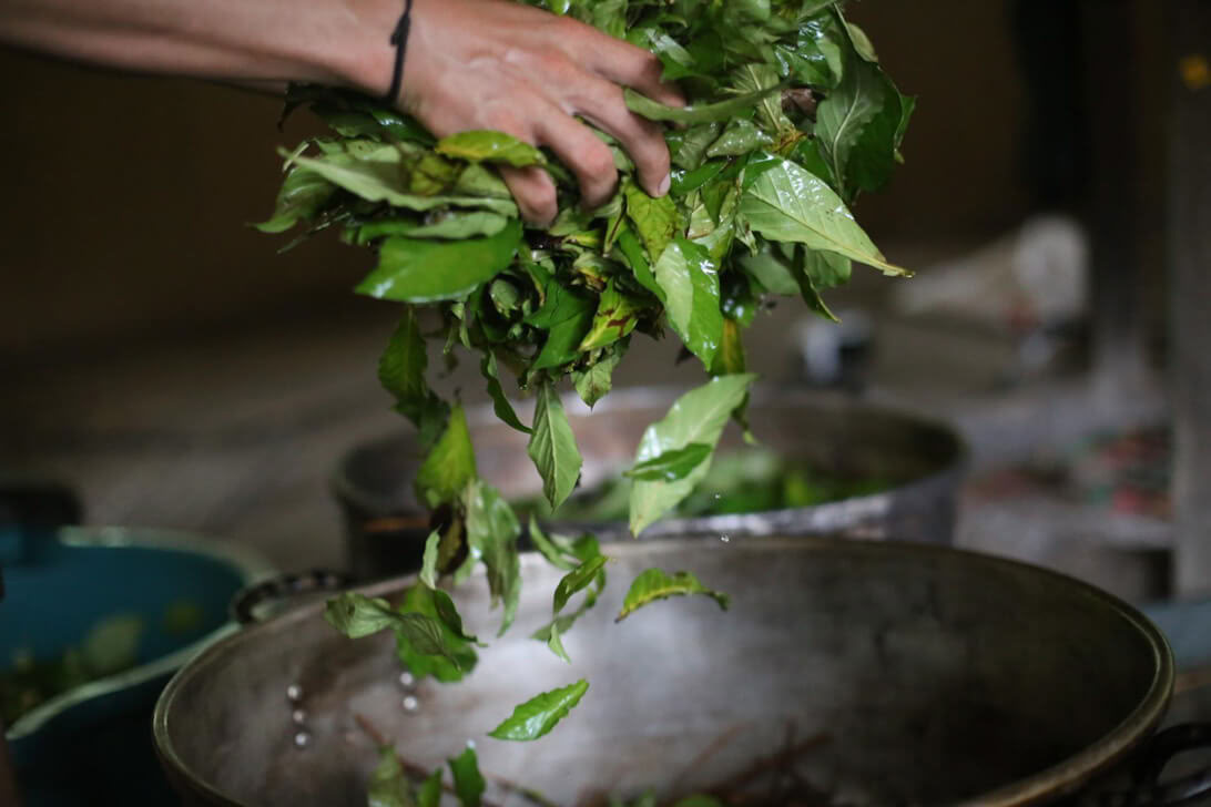 Ayahuasca-Retreat & Meisterpflanzen-Diät in Peru