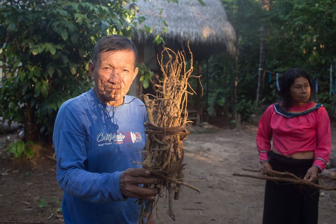 Ayahuasca-Retreat & Meisterpflanzen-Diät in Peru