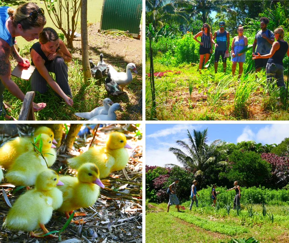 Farm-Tour-Erlebnis
