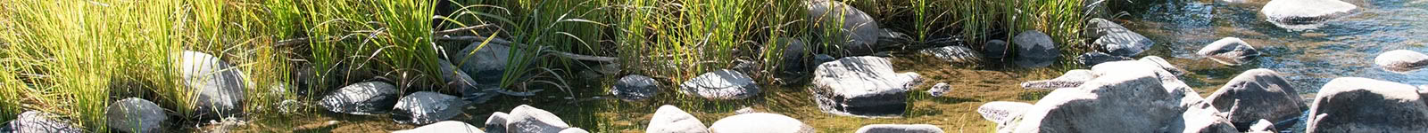 Meditation, Natur und Erwachen
