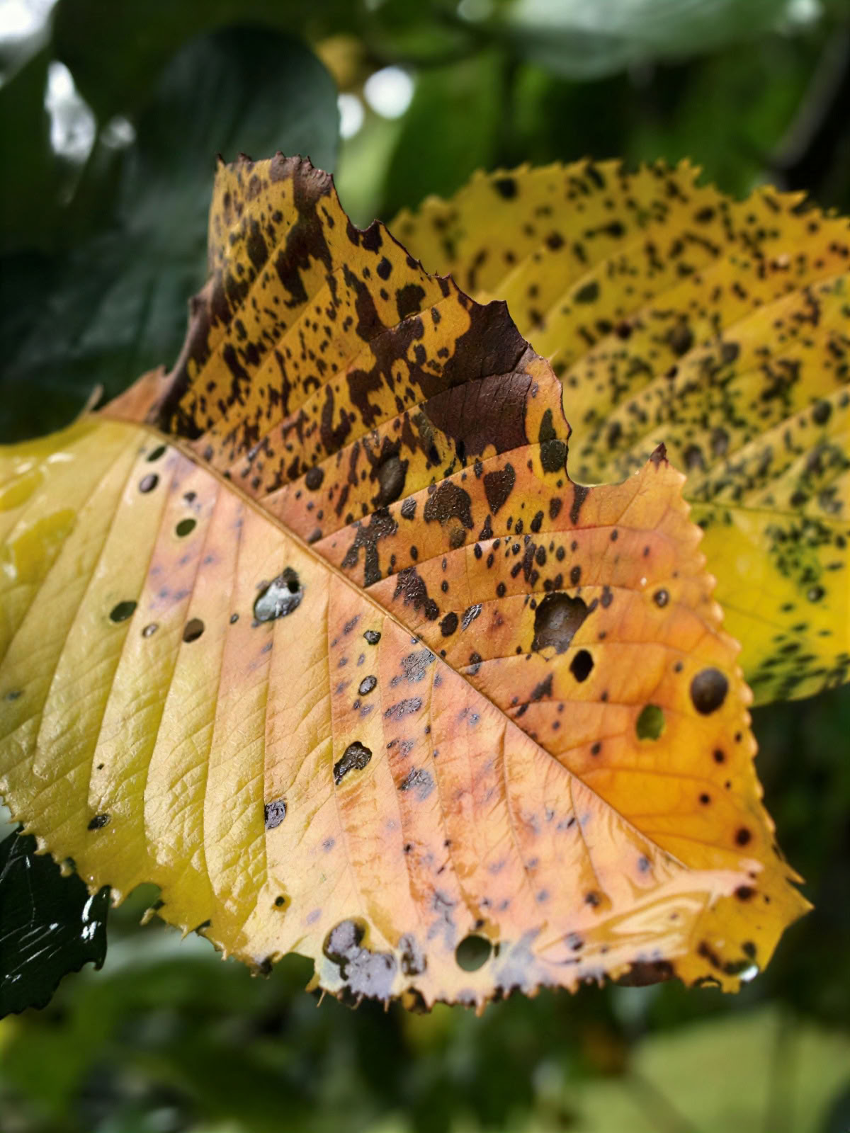 Herbstgerichtetes Retreat I 2026