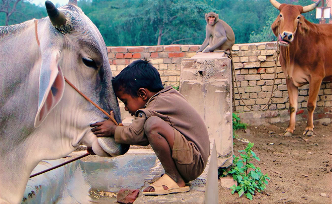 'Spirit of the Himalayas' Tour + Holi-Festival in Indien