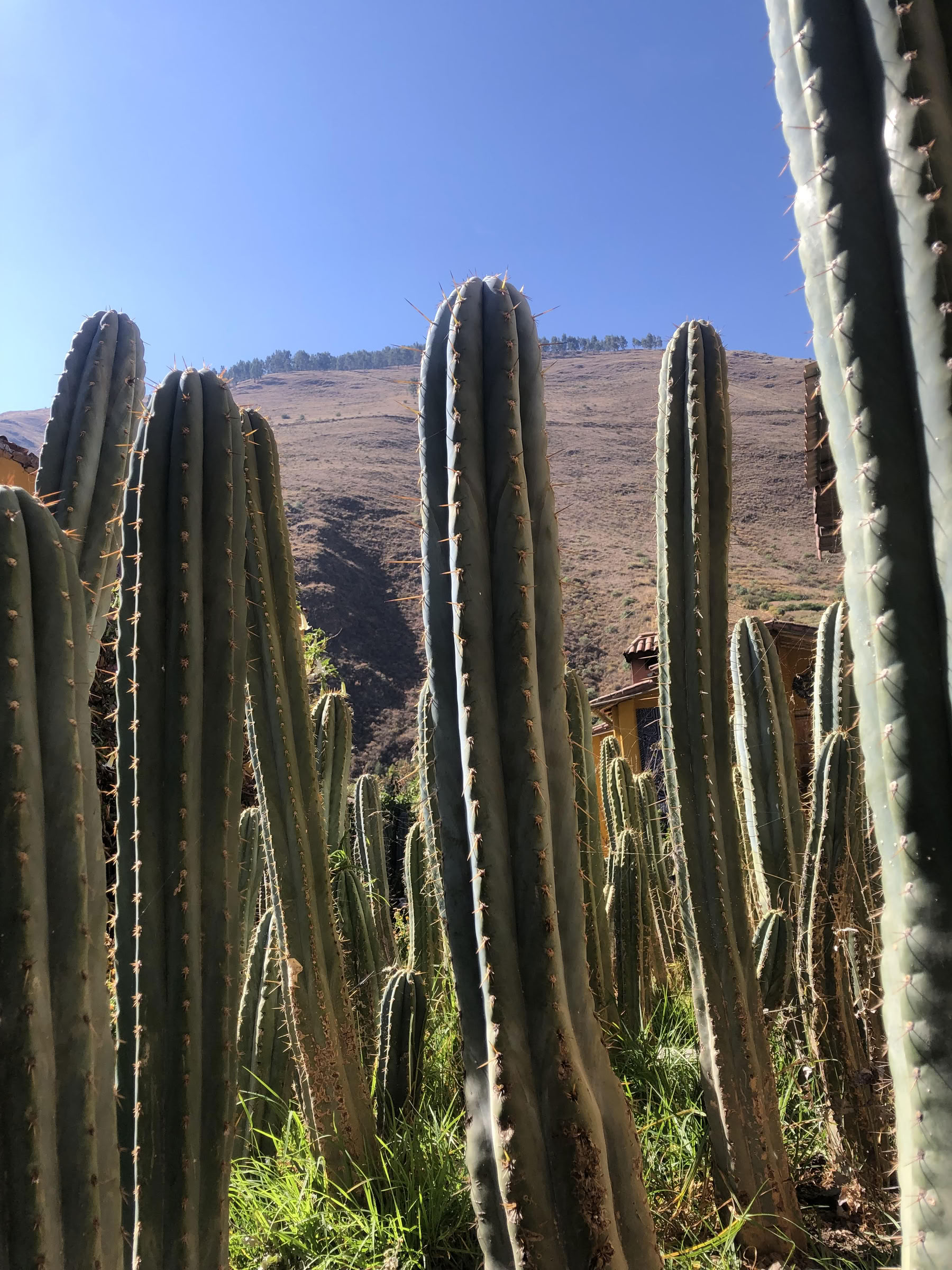 San Pedro-Zeremonie