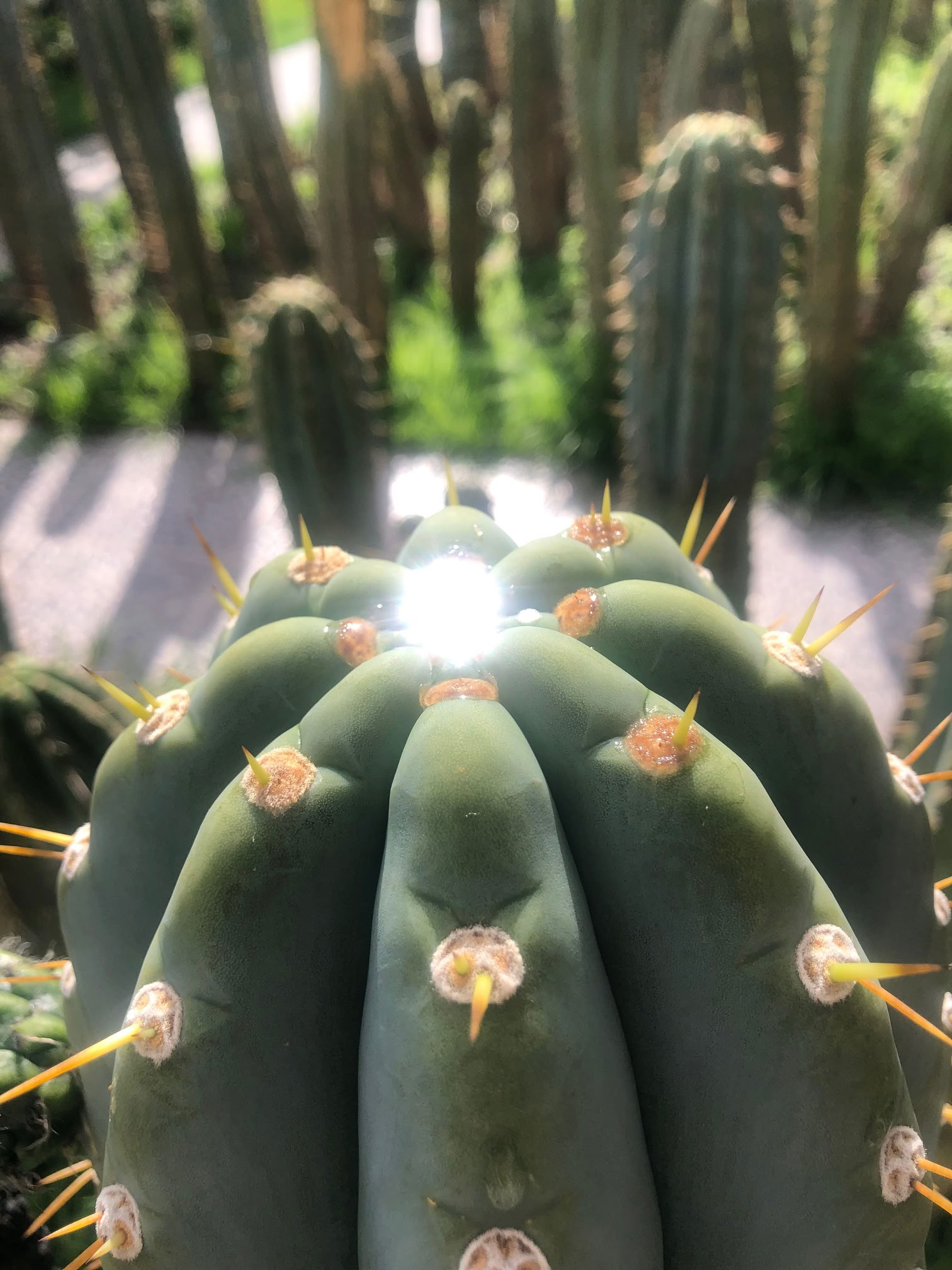 San Pedro-Zeremonie