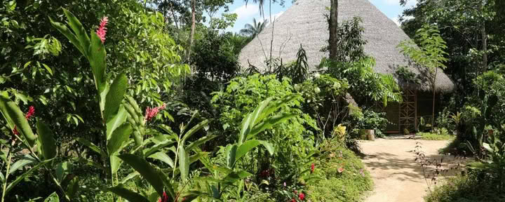 Living in Alignment: Ayahuasca-Heilungsretreat
