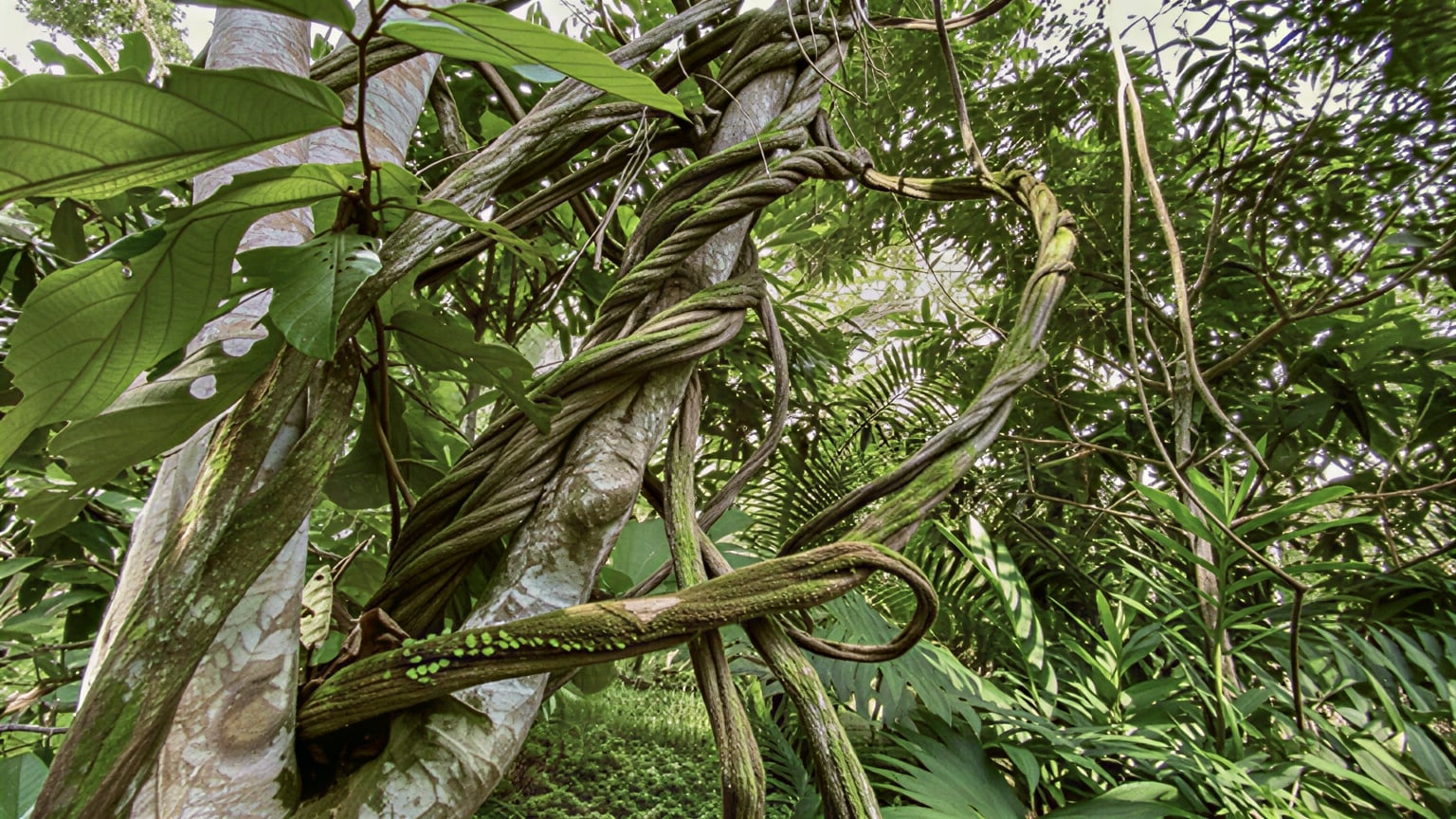 Frauen-Ayahuasca-Heilungs-Retreat