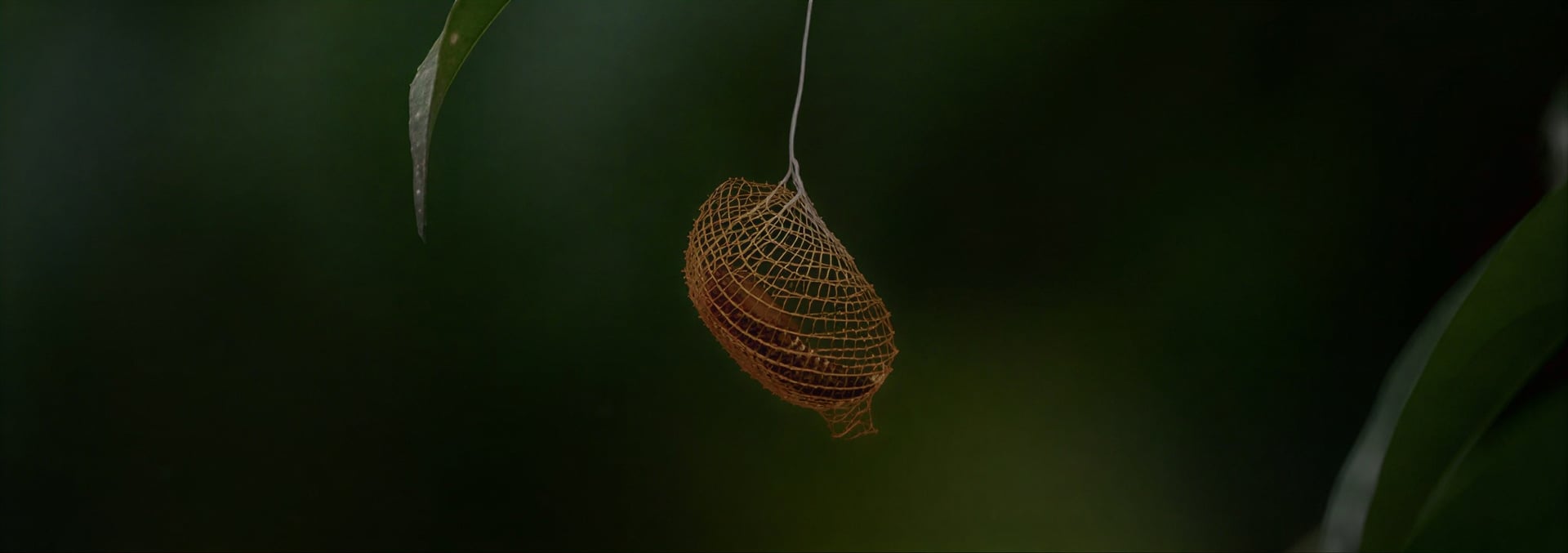 Frauen-Ayahuasca-Heilungs-Retreat