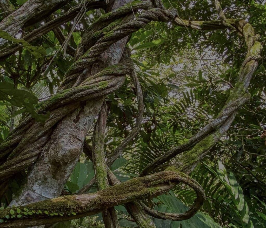 Frauen-Ayahuasca-Heilungs-Retreat