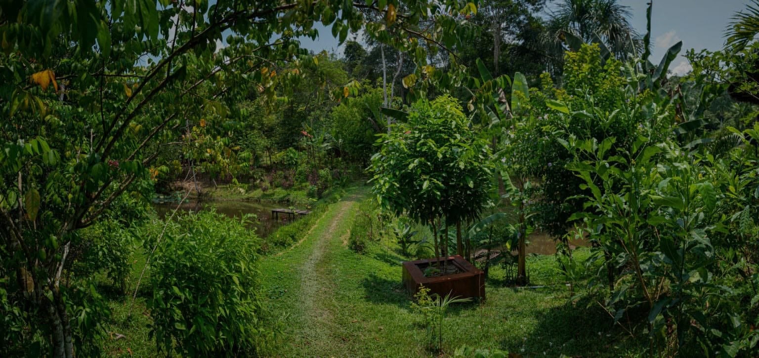 Frauen-Ayahuasca-Heilungs-Retreat