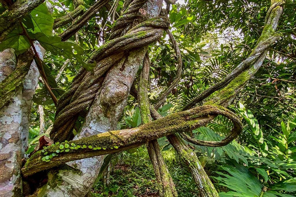 Frauen-Ayahuasca-Heilungs-Retreat