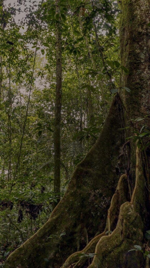 Ayahuasca-Retreat für Gesundheitspraktiker 2026
