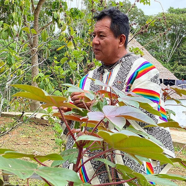8-Wochen-Ayahuasca-Einführungskurs