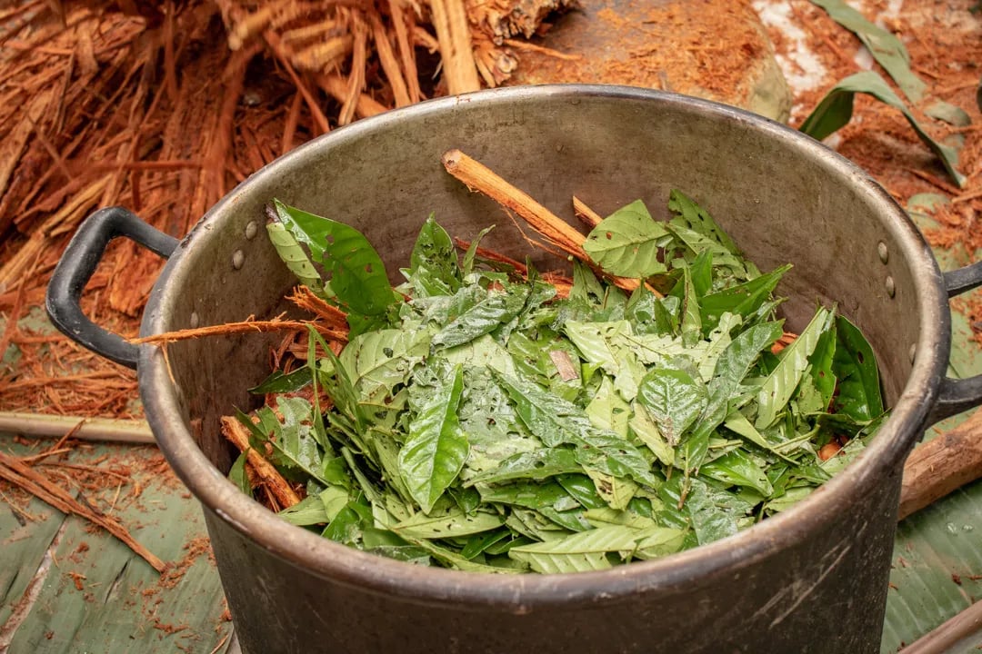 Ayahuasca-Zeremonie