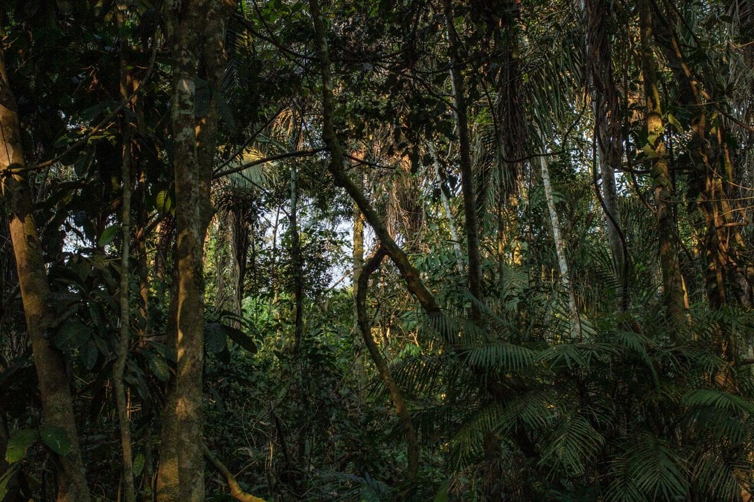 Ayahuasca-Zeremonie