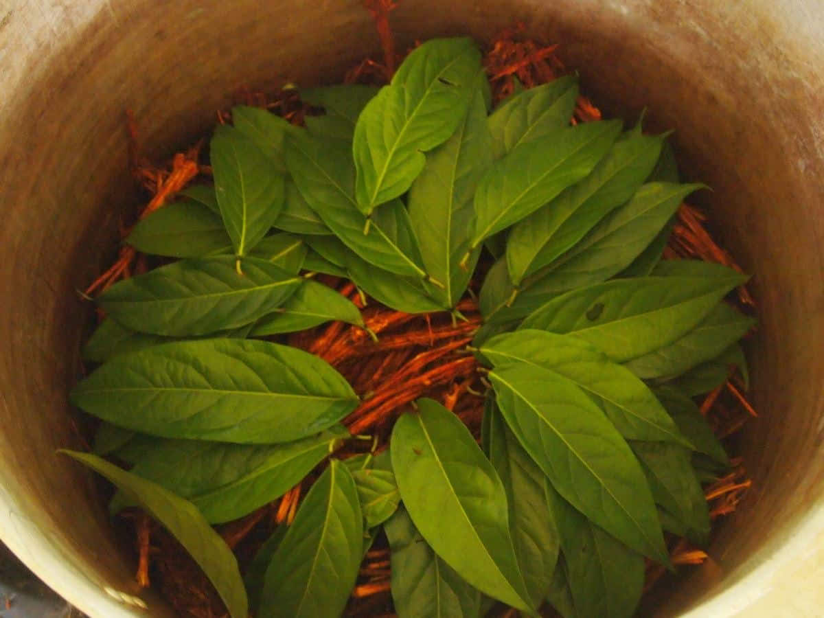 5-tägiges Ayahuasca-Retreat in Ecuador