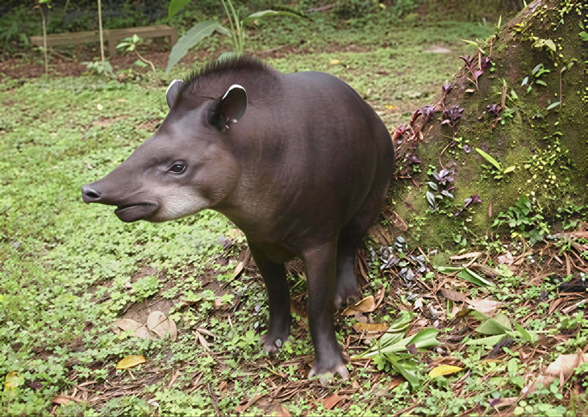 Ayahuasca-Zeremonie in Ecuador