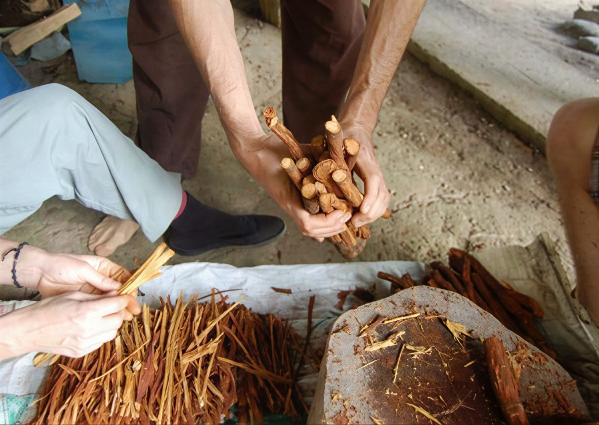 Ayahuasca-Zeremonie in Ecuador