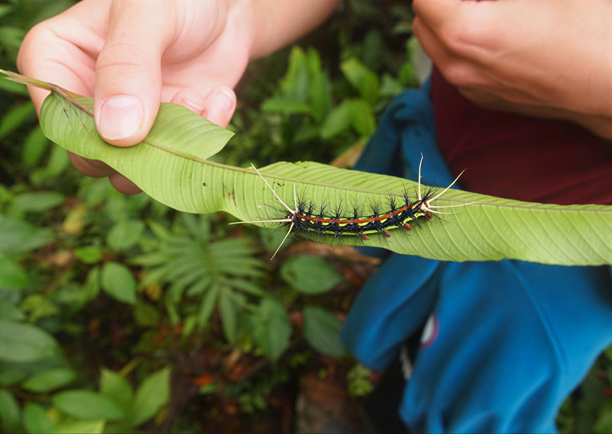 Ayahuasca-Zeremonie in Ecuador