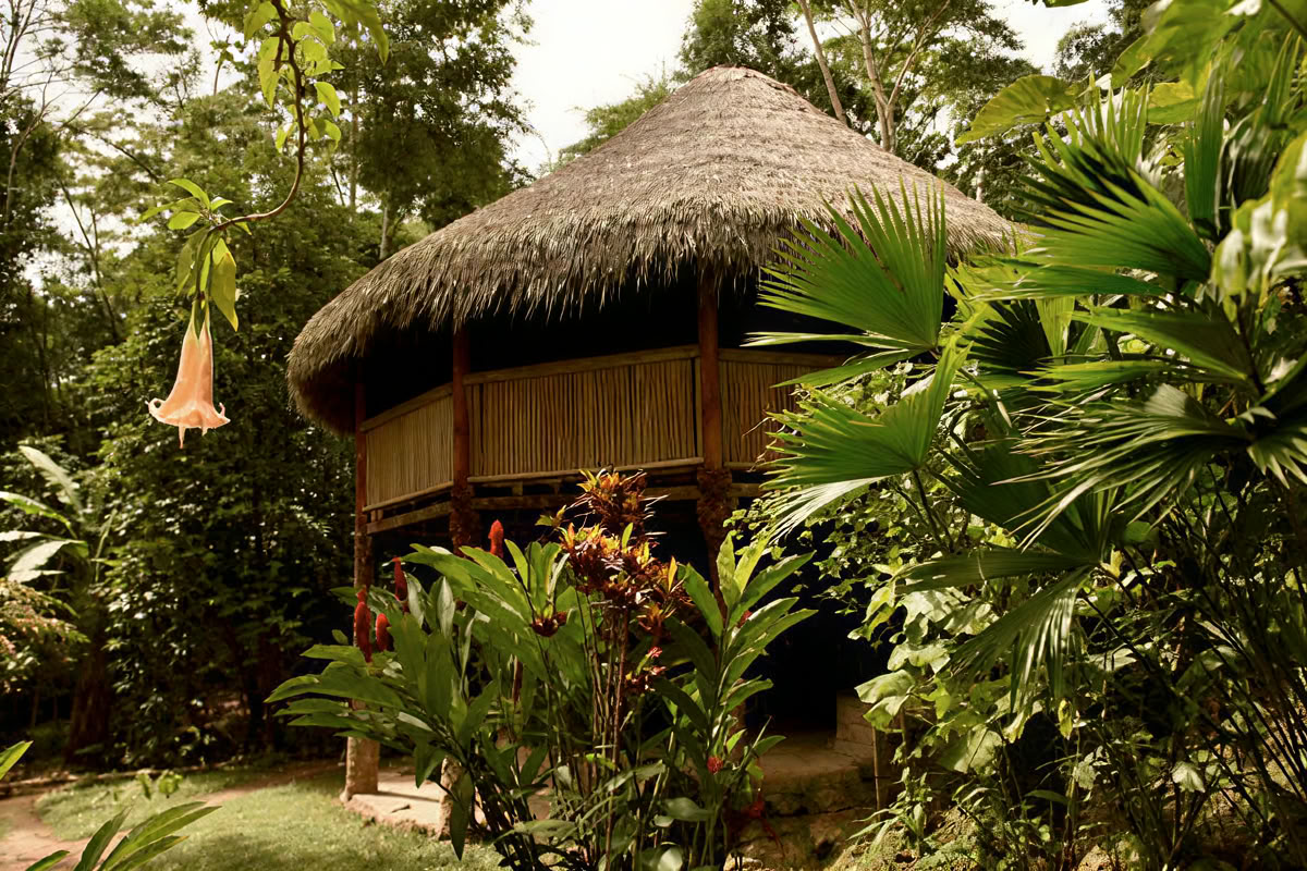30 Tage – Ayahuasca & Master Plant Diät