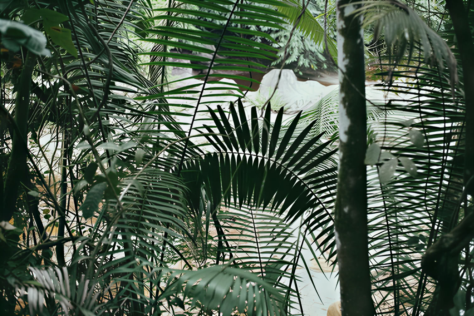 10-tägiges – Ayahuasca- & Yoga-Retreat