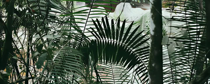 10-tägiges – Ayahuasca- & Yoga-Retreat