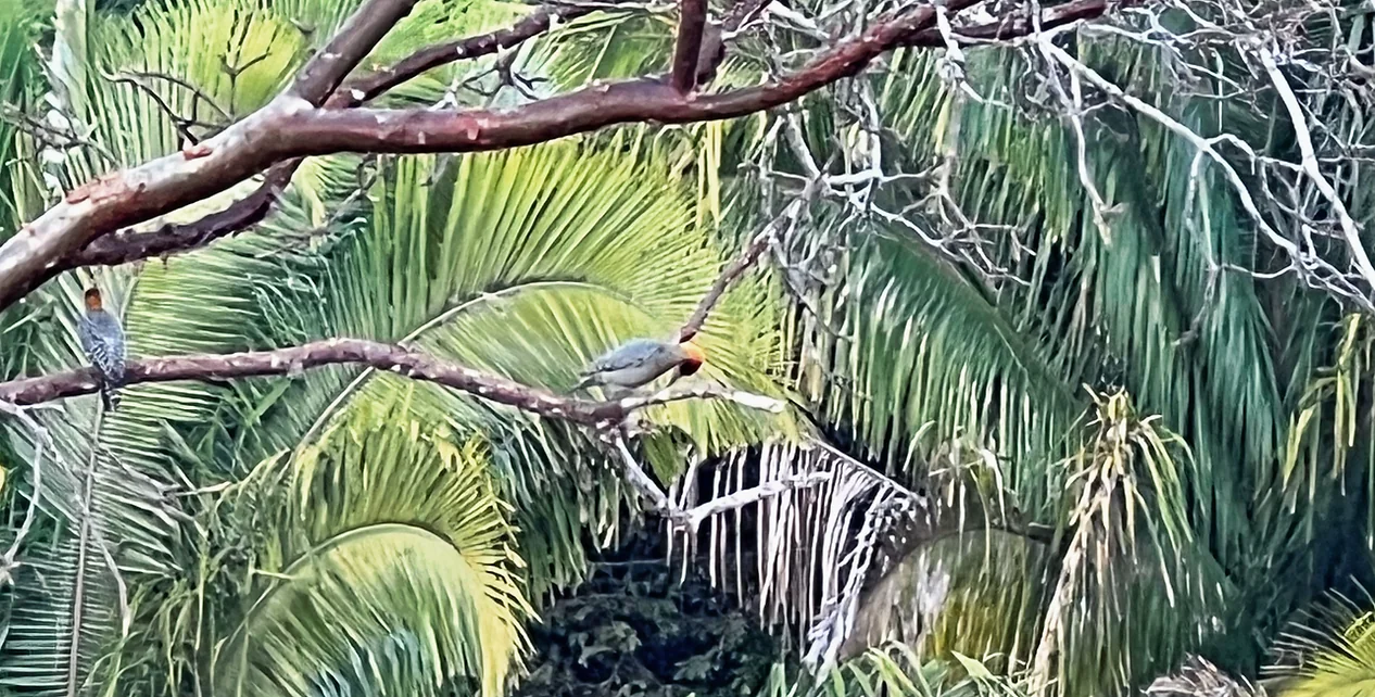 Birding, Yoga & Wohlbefinden Retreat