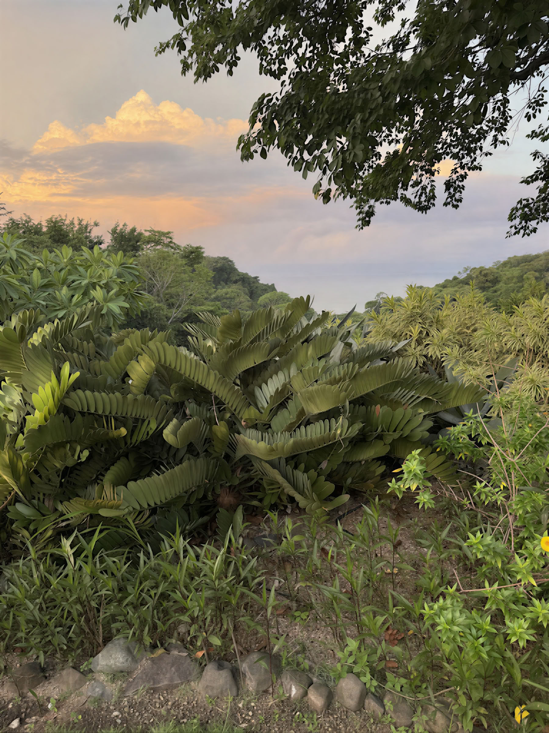 InwardBound Private Psilocybin-Retreat: 4 Tage, 2 Psilocybin-Sitzungen – Niederlande/ Costa Rica