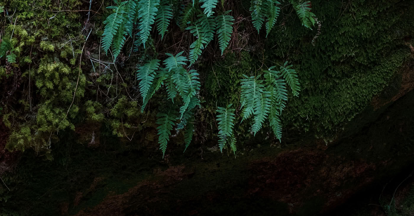 InwardBound Private Psilocybin-Retreat: 4 Tage, 2 Psilocybin-Sitzungen – Niederlande/ Costa Rica