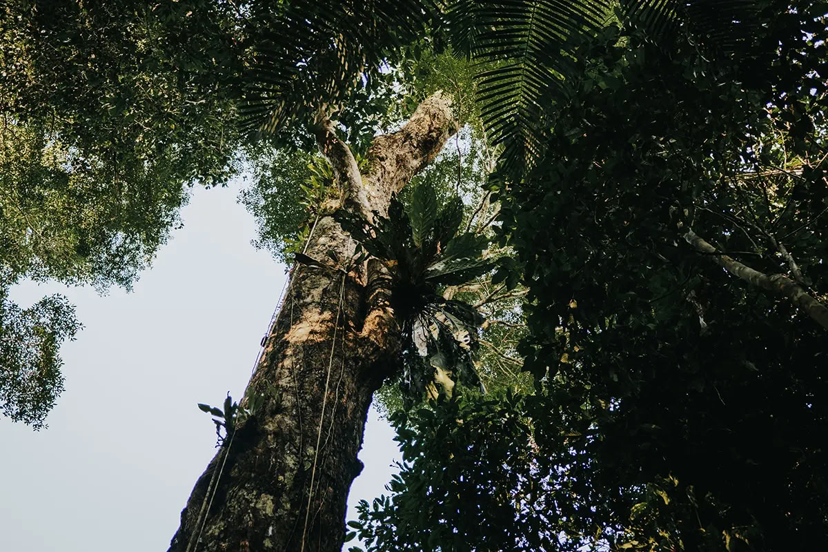 11-tägiger Ayahuasca-Retreat in Peru – 31. August - 10. September 2026 | Shipibo Healing & Integration