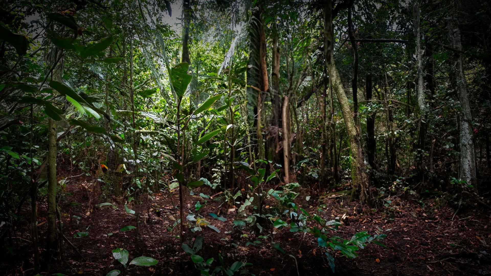 11-tägiger Ayahuasca-Retreat in Peru – 31. August - 10. September 2026 | Shipibo Healing & Integration