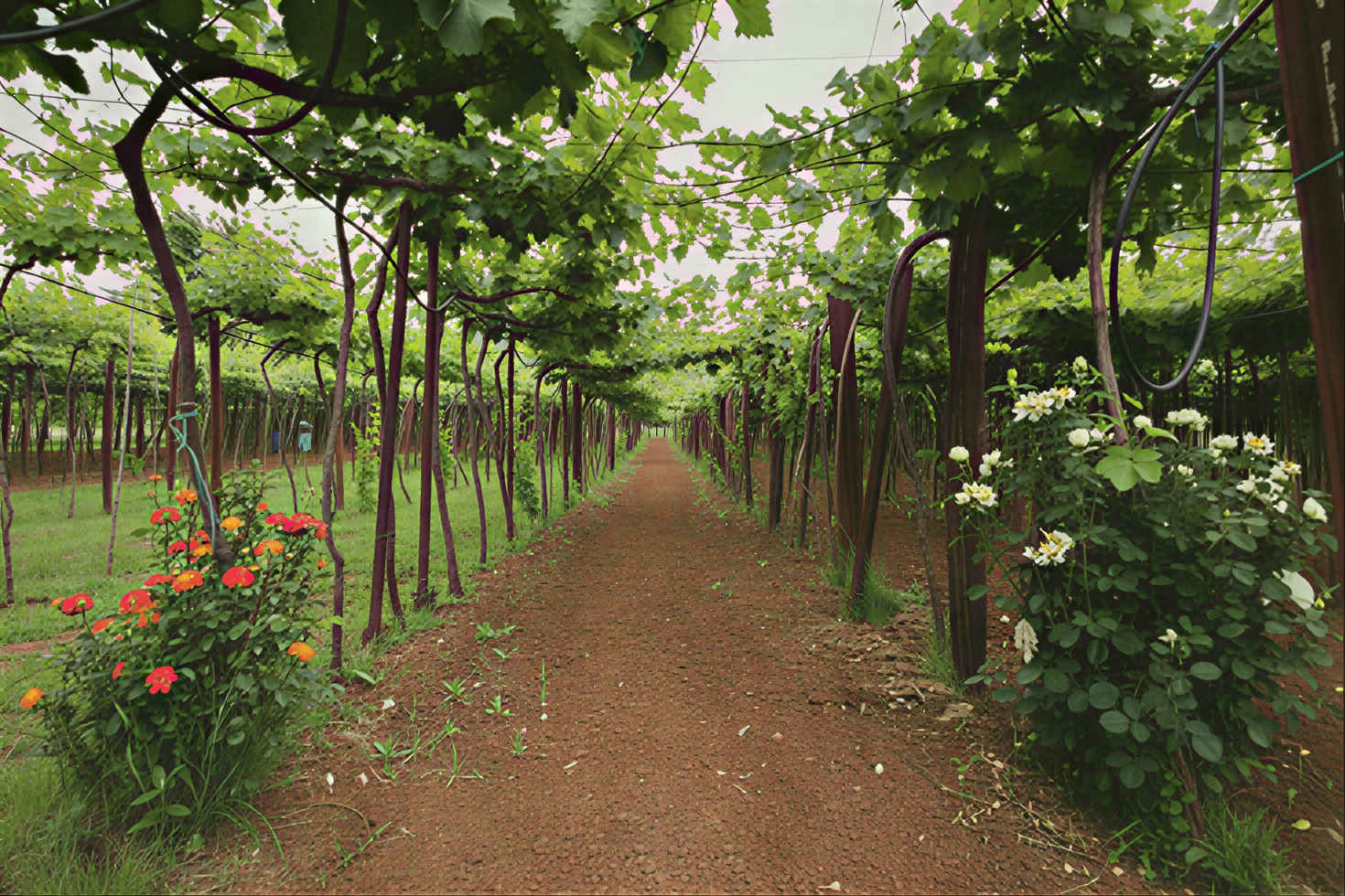 Traditionelle und moderne gemischte Weintour