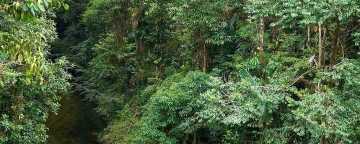Ayahuasca Einführungsretreat: 7- und 14-tägig – 10. bis 31. Januar 2027