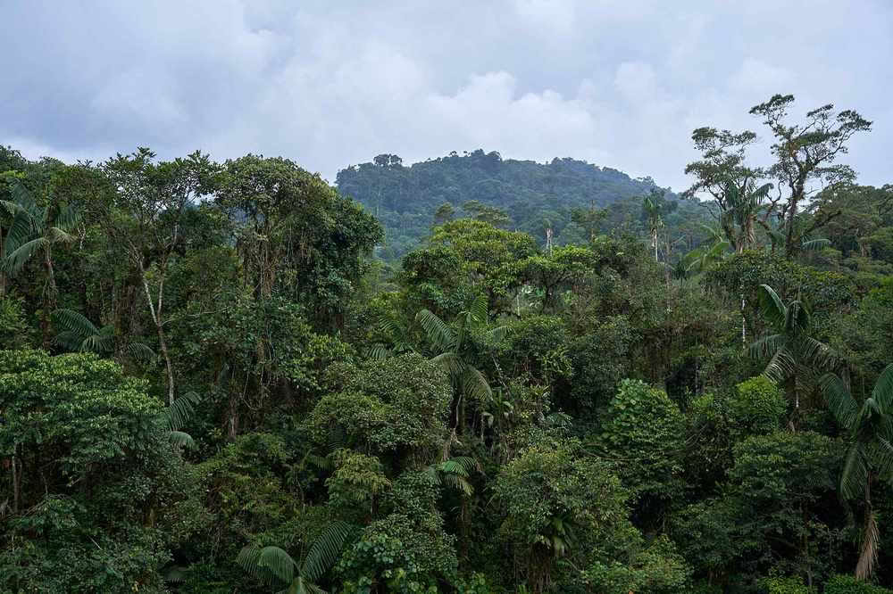 Ayahuasca-Einführungsretreat: 7- und 14-tägig – 3.-24. Februar 2027
