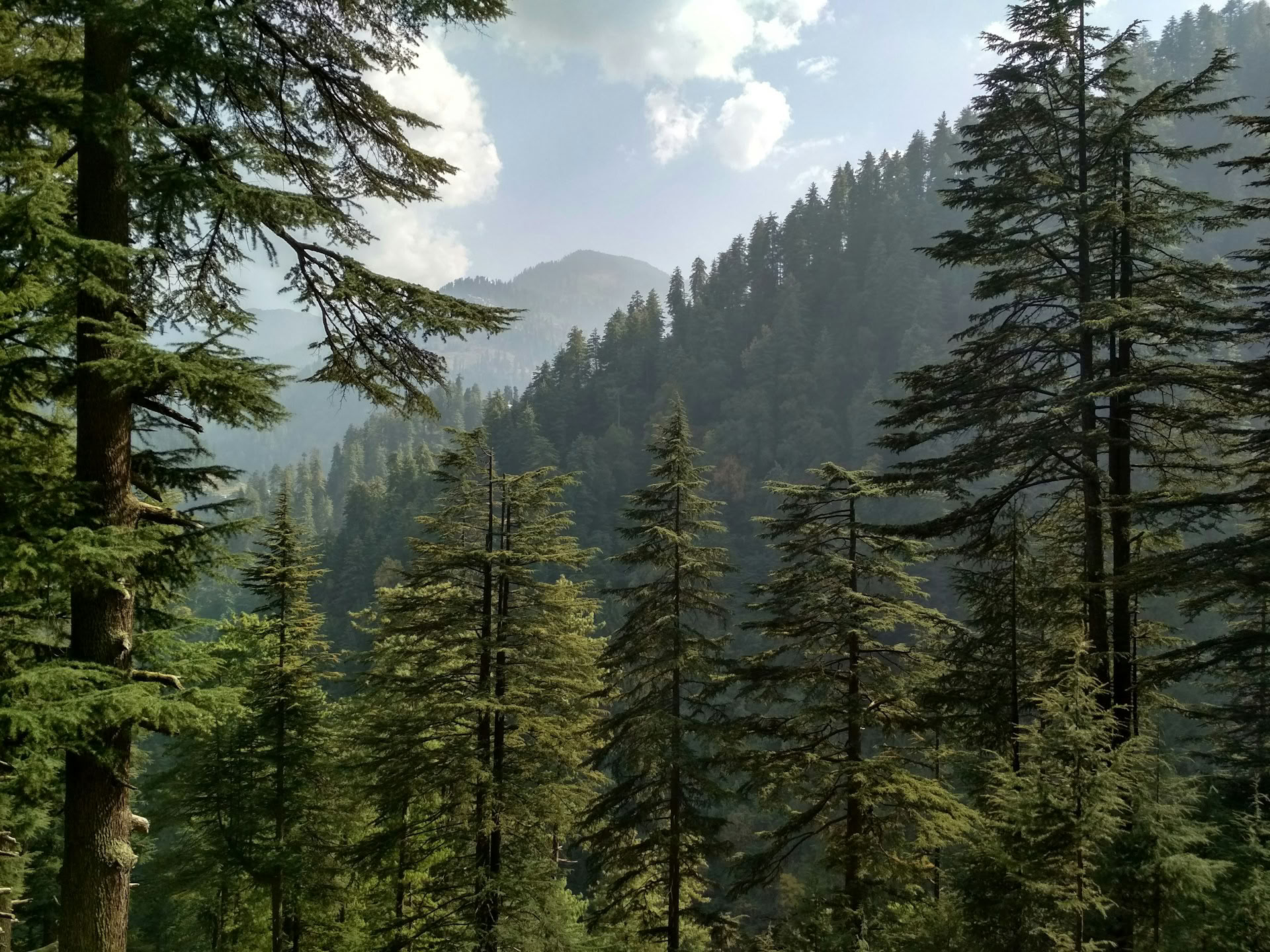 Waldpfade zu Versteckten Weilern: Sojha, Tirthan & Sonaugi Himalayan Retreat
