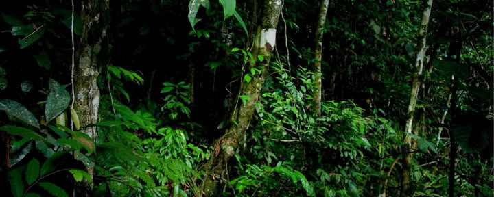 Private Jungle-Erlebnis