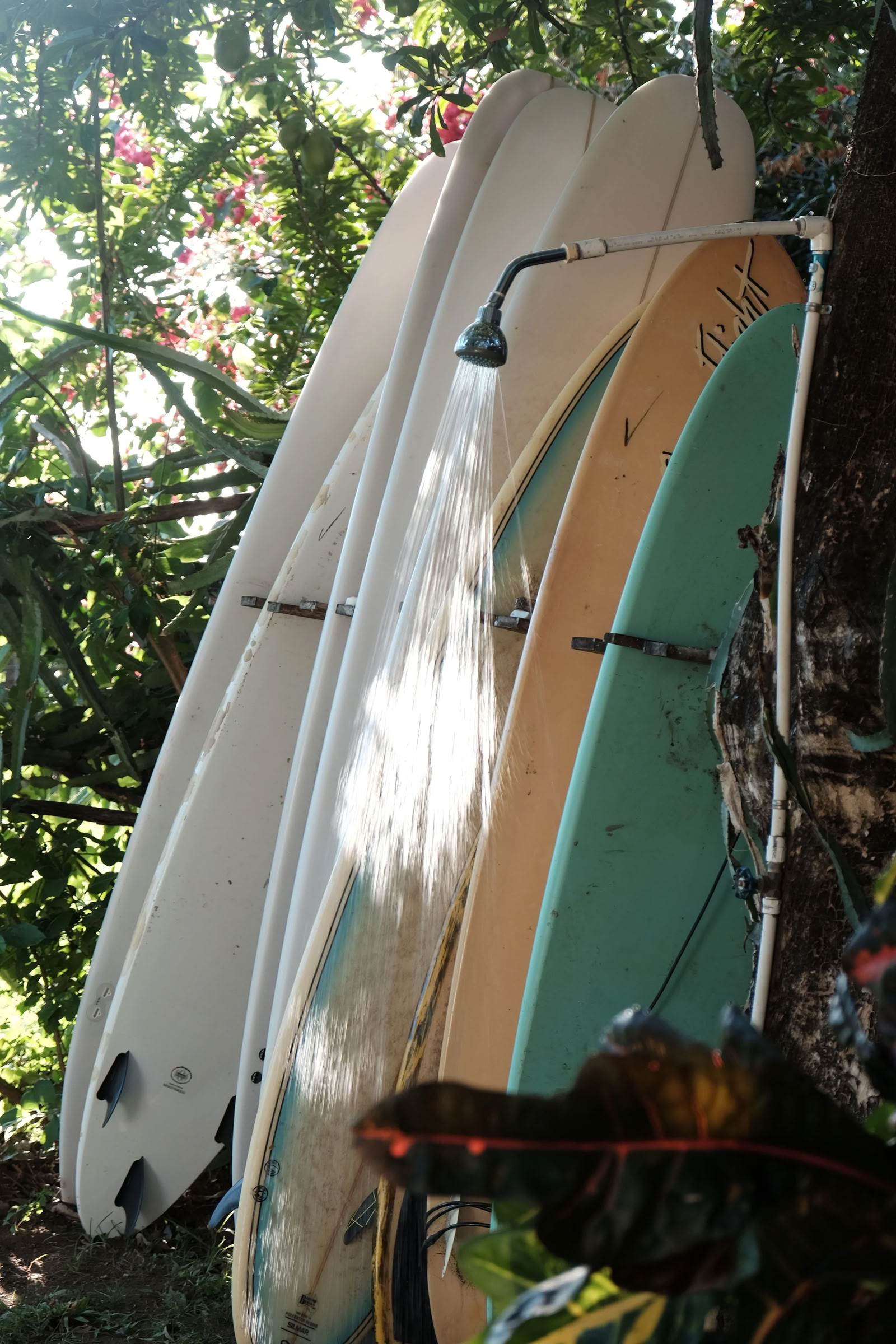 Wildes Nicaragua Yoga-Retreat