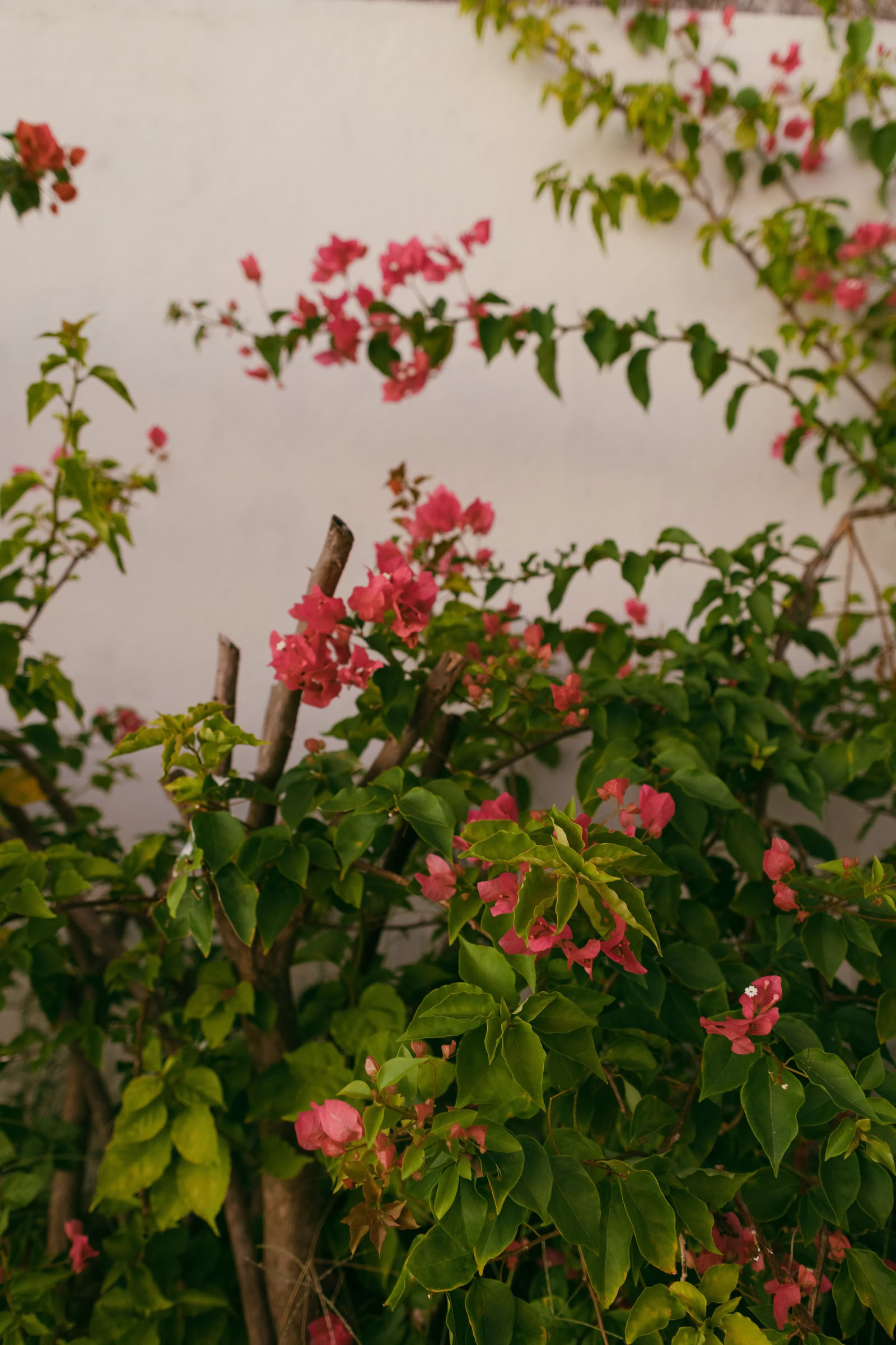Wildes Nicaragua Yoga-Retreat