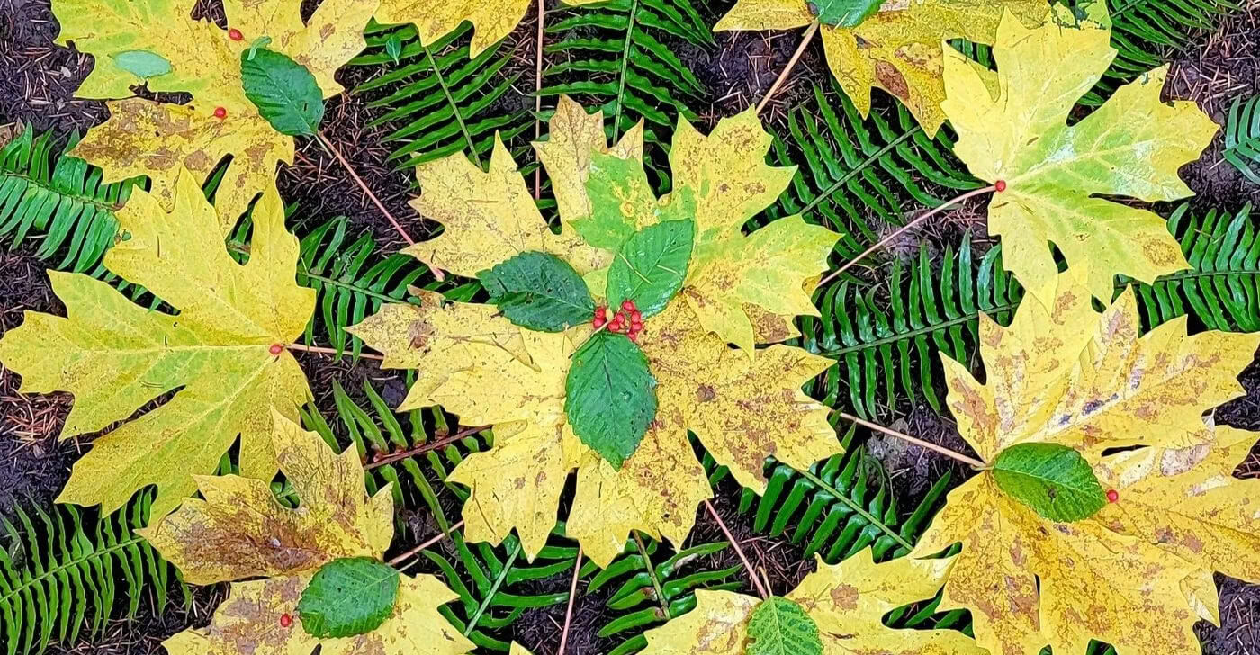 Kunst in der Wildnis