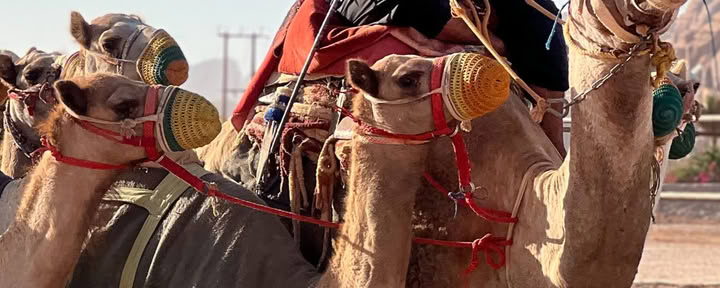 Wüstenabenteuer in Wadi Rum Jordan